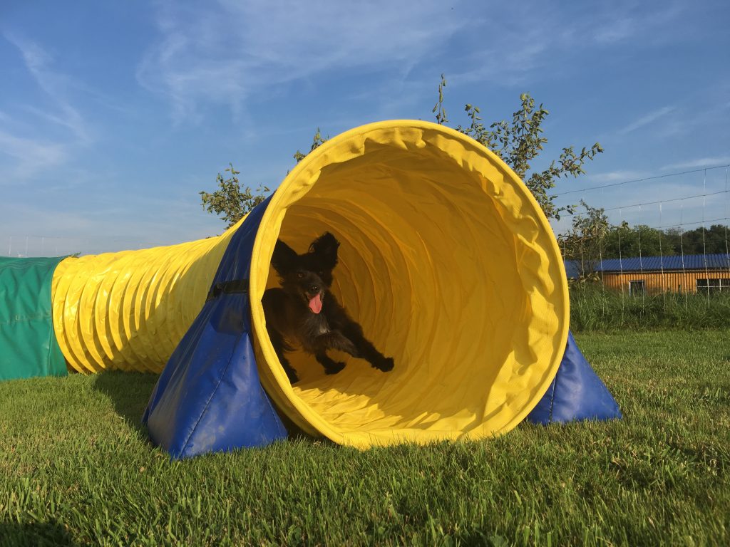 Agility Tunnel, Hundetunnel, Full Grip Tunnel, Antislip Tunnel